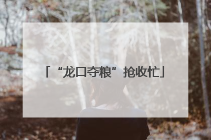 “龙口夺粮”抢收忙