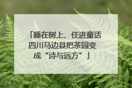 睡在树上、住进童话 四川马边县把茶园变成“诗与远方”
