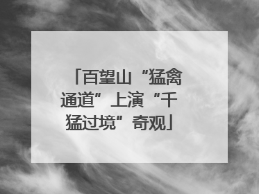 百望山“猛禽通道”上演“千猛过境”奇观
