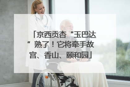 京西贡杏“玉巴达”熟了！它将牵手故宫、香山、颐和园