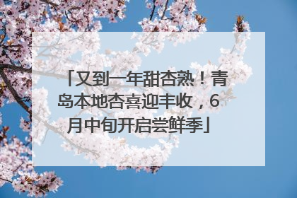 又到一年甜杏熟！青岛本地杏喜迎丰收，6月中旬开启尝鲜季
