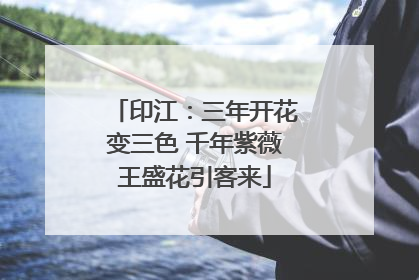 印江：三年开花变三色 千年紫薇王盛花引客来