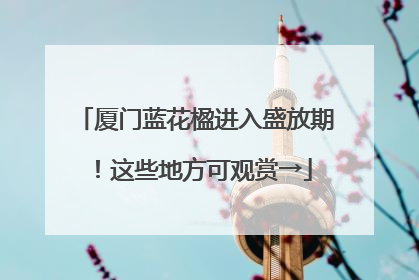 厦门蓝花楹进入盛放期！这些地方可观赏→