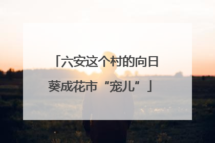 六安这个村的向日葵成花市“宠儿”