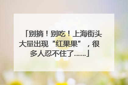 别摘！别吃！上海街头大量出现“红果果”，很多人忍不住了……