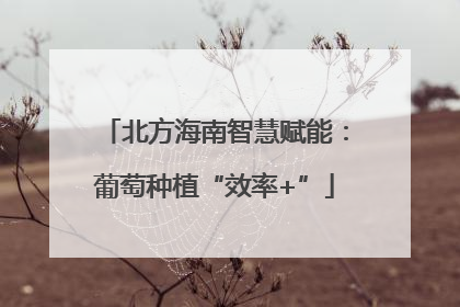 北方海南智慧赋能：葡萄种植“效率+”