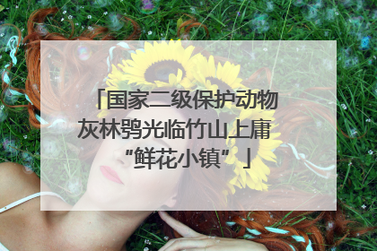 国家二级保护动物灰林鸮光临竹山上庸“鲜花小镇”