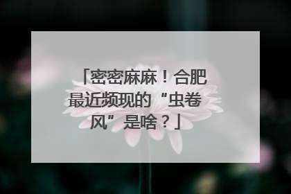 密密麻麻！合肥最近频现的“虫卷风”是啥？