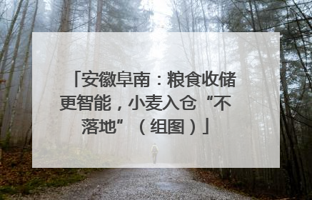 安徽阜南：粮食收储更智能，小麦入仓“不落地”（组图）
