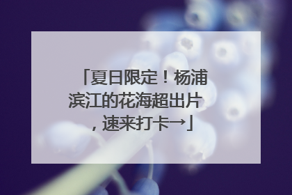 夏日限定！杨浦滨江的花海超出片，速来打卡→