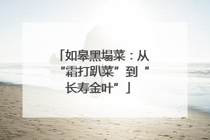 如皋黑塌菜：从“霜打趴菜”到“长寿金叶”
