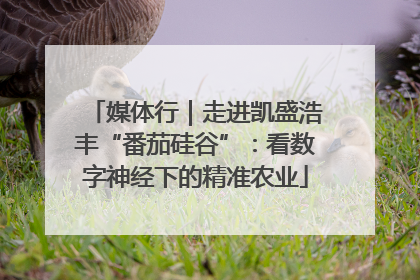 媒体行｜走进凯盛浩丰“番茄硅谷”：看数字神经下的精准农业