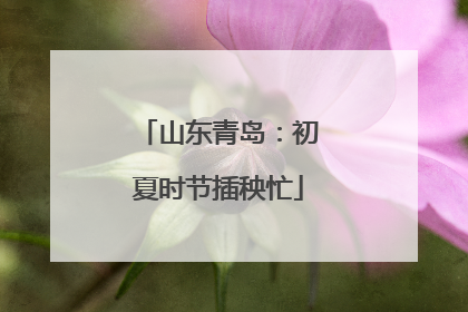 山东青岛：初夏时节插秧忙