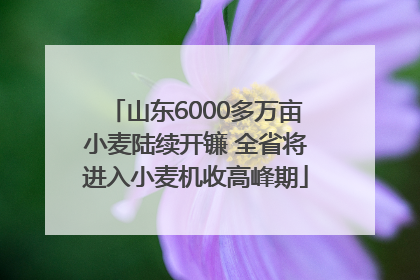 山东6000多万亩小麦陆续开镰 全省将进入小麦机收高峰期