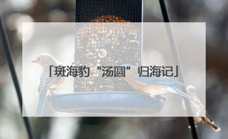 斑海豹“汤圆”归海记