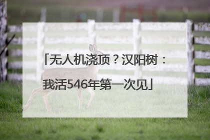 无人机浇顶？汉阳树：我活546年第一次见