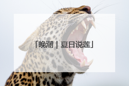 晚潮｜夏日说莲