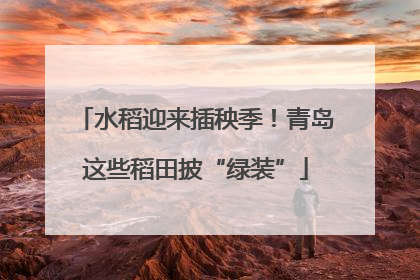 水稻迎来插秧季！青岛这些稻田披“绿装”
