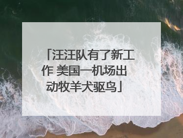 汪汪队有了新工作 美国一机场出动牧羊犬驱鸟