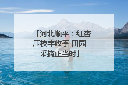 河北顺平：红杏压枝丰收季 田园采摘正当时