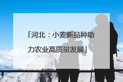 河北：小麦新品种助力农业高质量发展