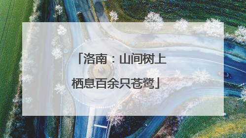 洛南：山间树上栖息百余只苍鹭