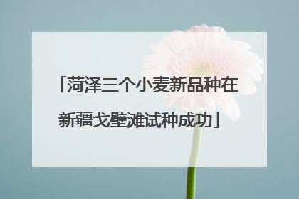 菏泽三个小麦新品种在新疆戈壁滩试种成功