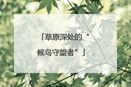 草原深处的“候鸟守望者”