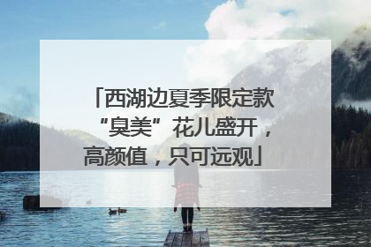 西湖边夏季限定款“臭美”花儿盛开，高颜值，只可远观