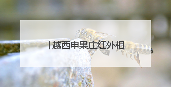 越西申果庄红外相机再次拍到大熊猫