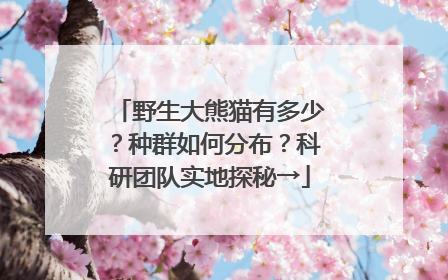 野生大熊猫有多少？种群如何分布？科研团队实地探秘→