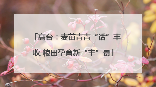 高台：麦苗青青“话”丰收 粮田孕育新“丰”景